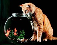 Katze und Goldfische Katze und Goldfische