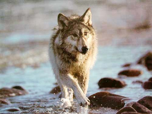 Grauer Wolf im Wasser Poster