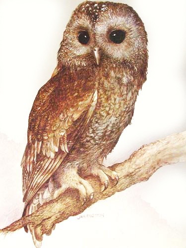 Tawny Owl by Jan Huston