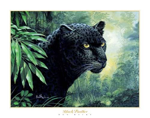 Schwarzer Panther, Balke Kunstdruck 40x50