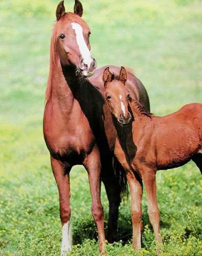 Pferd und Fohlen Poster 40x50 cm