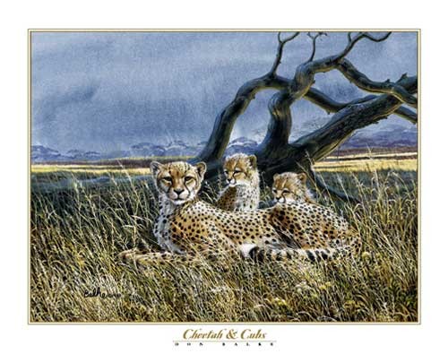 Geparde, Don Balke - Kunstdruck Geparden Familie im Gras – der Himmel dunkelt sich