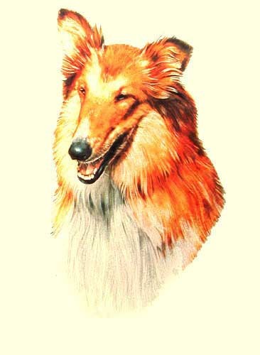 Collie by Greensmith