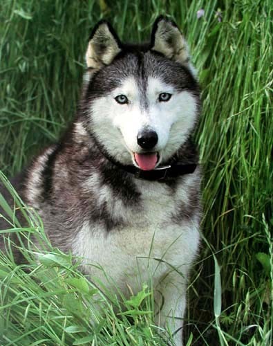 Husky