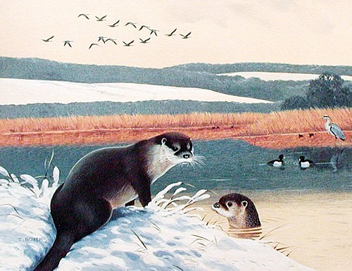 Zwei Otter am See von T. Boyer Dufex Alubild 16x21 cm