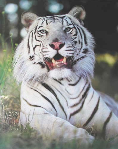 Poster 40x50 cm: weißer Tiger liegend