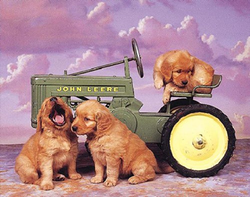 Golden Retriever und Traktor