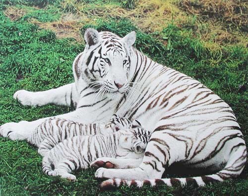 Weißer Tiger mit zwei Tigerbabys Poster 40x50 cm