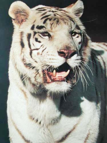 Weißer Tiger nach rechts - Poster 40x50 cm