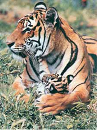 Tiger mit Jungen Dufex Alu Bild 16x21 cm