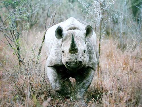 Nashorn Nahaufnahme - Poster 40x50 cm