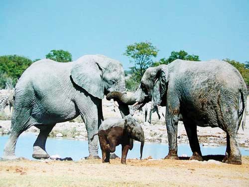 Elefantenfamilie spielt am Flussufer Poster 40x50 cm