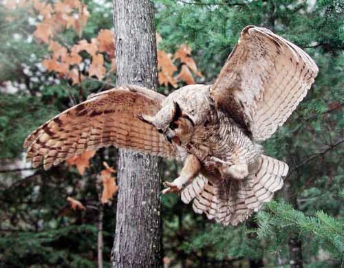 Great Horned Owl by Dr. Scott Nielsen