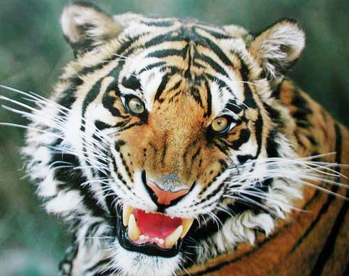 Tiger faucht Nahaufnahme Poster 50x40 cm