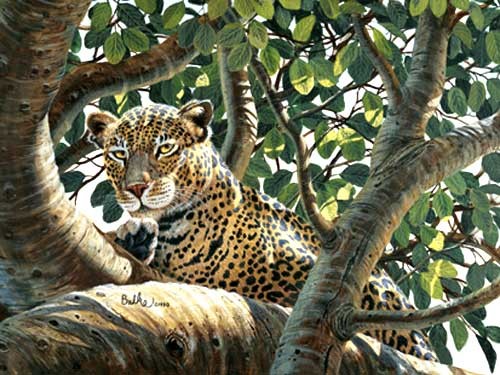 Serengeti Leopard by Don Balke *