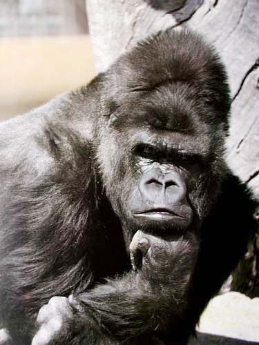 Poster 40x50 cm: Gorilla legt Kopf auf geballte Faust – Ein Portrait über die innere Stärke