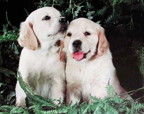 Labradorwelpen Poster