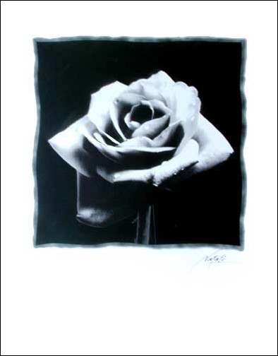 Schwarze Rose by Natali