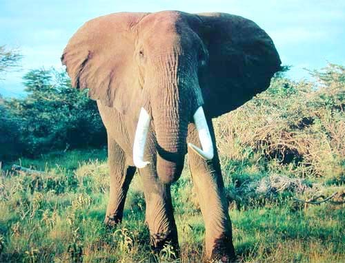 Elefant von vorn Poster 40x50 cm