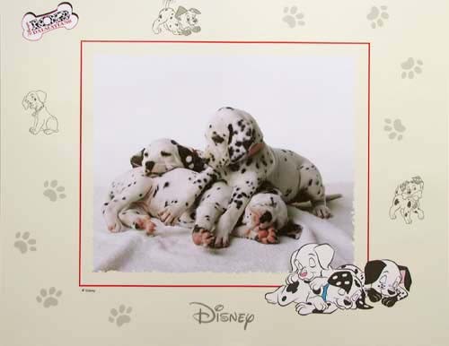 Poster 40x50 cm: 102 Dalmatiner * (Walt Disney) 