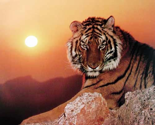 Tiger bei Sonnenuntergang von Ron Kimball