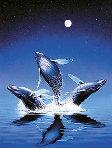 Wale bei Nacht - Freiheit Dufex Alubild 16x21 cm