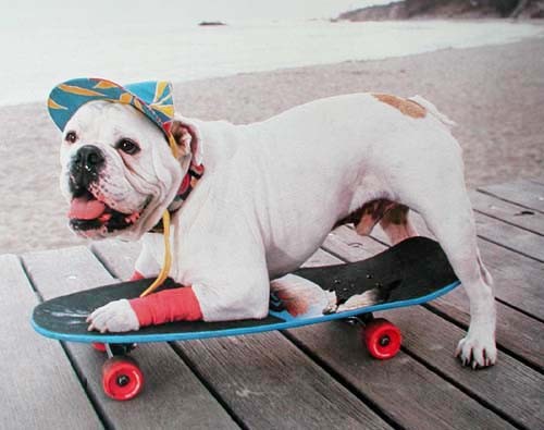 Bulldogge auf Skateboard, Poster