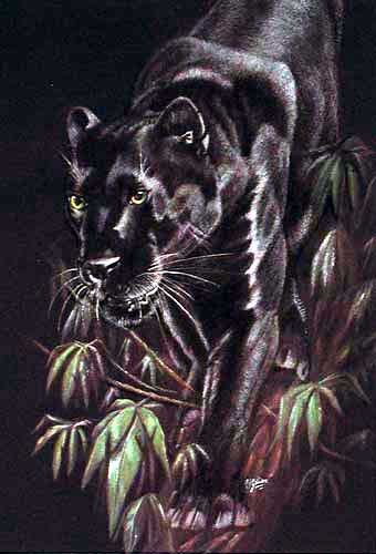 Schwarzer Panther bei Nacht Dufex Alu Bild 16x21 cm 