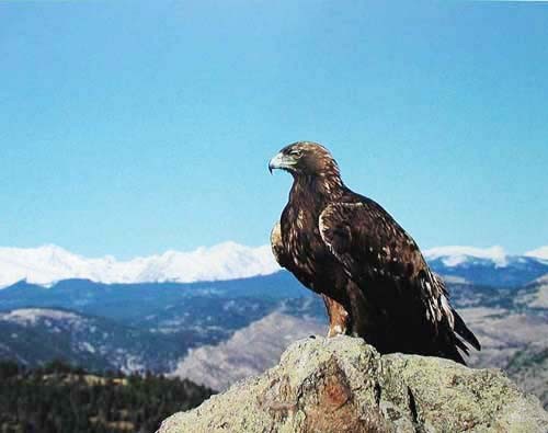 Steinadler auf Bergspitze Poster