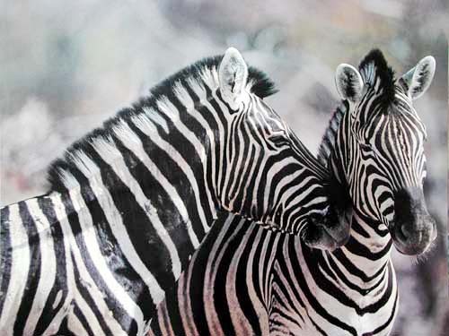 Zebras (laminiert)