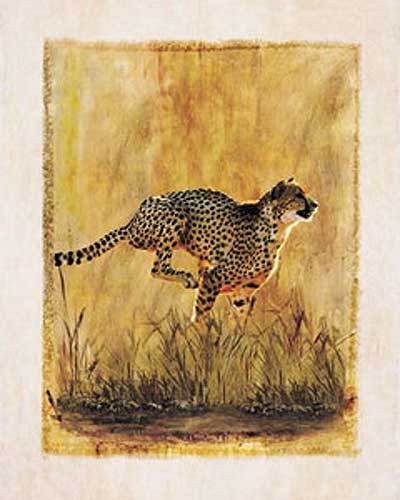 Cheetah