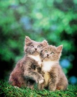 Graue Katzen Graue Katzen