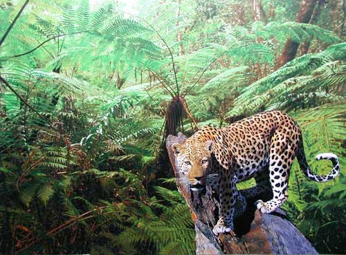 Leoparden, Leopard