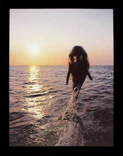 Springender Delfin im Sonnenuntergang Poster 40x50