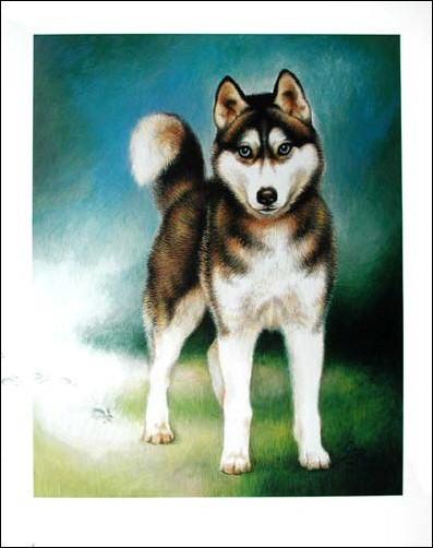 Husky by Anja Meddite