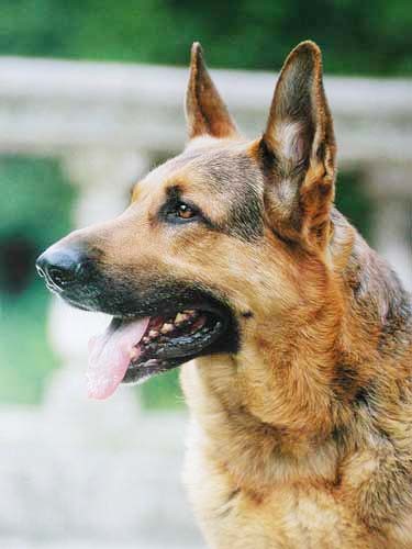 Deutscher Schäferhund nach links Poster