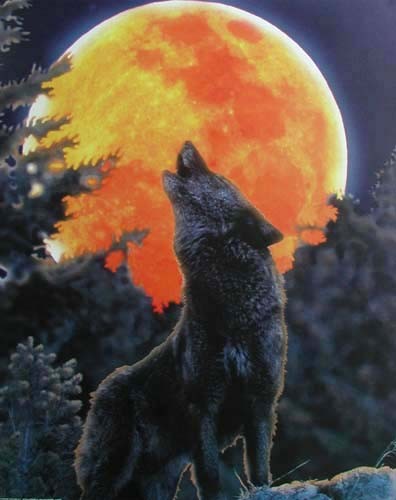 Heulender Wolf bei rotem Vollmond Poster 40x50 cm