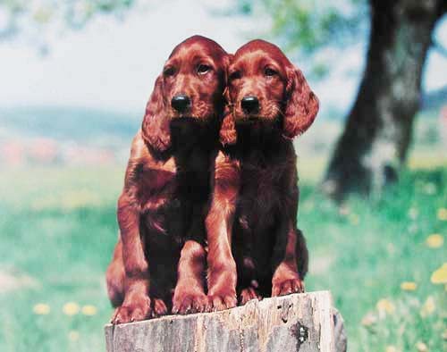 Zwei Irish Setter Welpen Poster