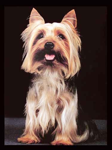 Yorkshire Terrier