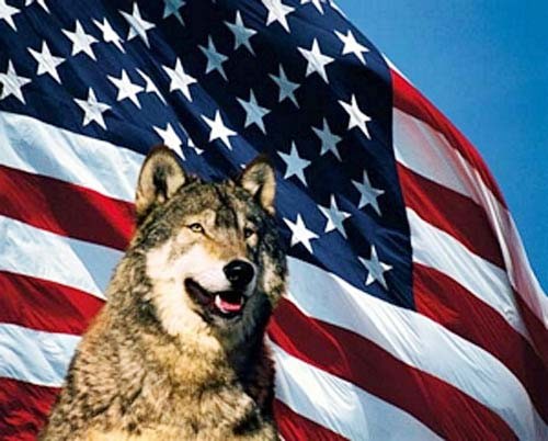 Grauer Wolf und USA Fahne Poster 40x50