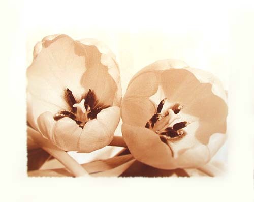 Zwei Tulpen in Sepia-Farbe Poster