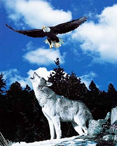 Fotomontage: Wolf und Seeadler Poster