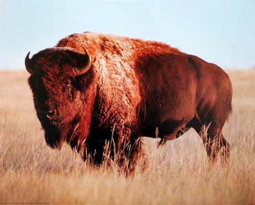 Bison Poster 40x50 cm