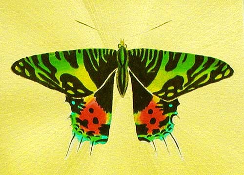 Bunter Schmetterling Dufex Alu Bild 16x21 cm