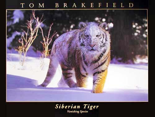 Sibirischer Tiger von Tom Brakefield Poster 40x50 cm