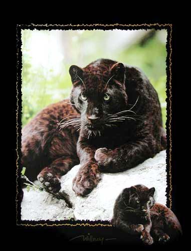 Poster 40x50 cm, Fotomontage: Schwarzer Panther von Willney