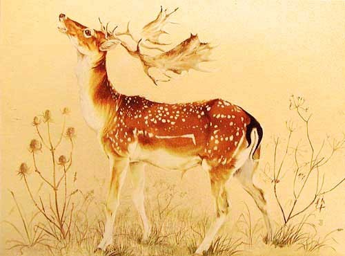 Braying Stag by Janet Johnstone