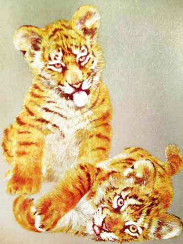 Zwei Tigerbabys Dufex Alubild 16x21