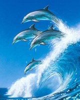 Postkarte Out of the Blue – Delfine reiten auf Welle Postkarte Out of the Blue – Delfine reiten auf Welle