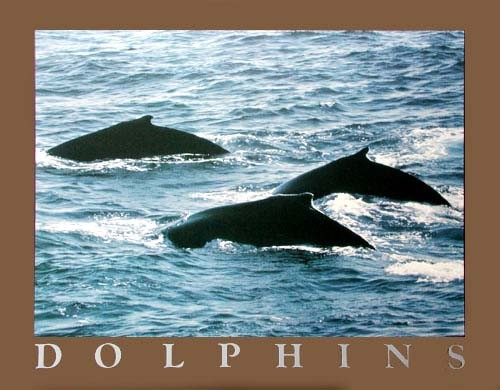 Dolphins